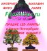 Фитолампы для растений СПБ низкие цены 