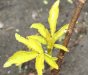 саженец у меня из коробки